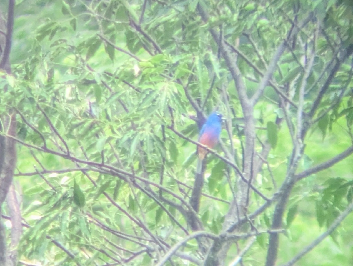 Rose-bellied Bunting - ML640075194