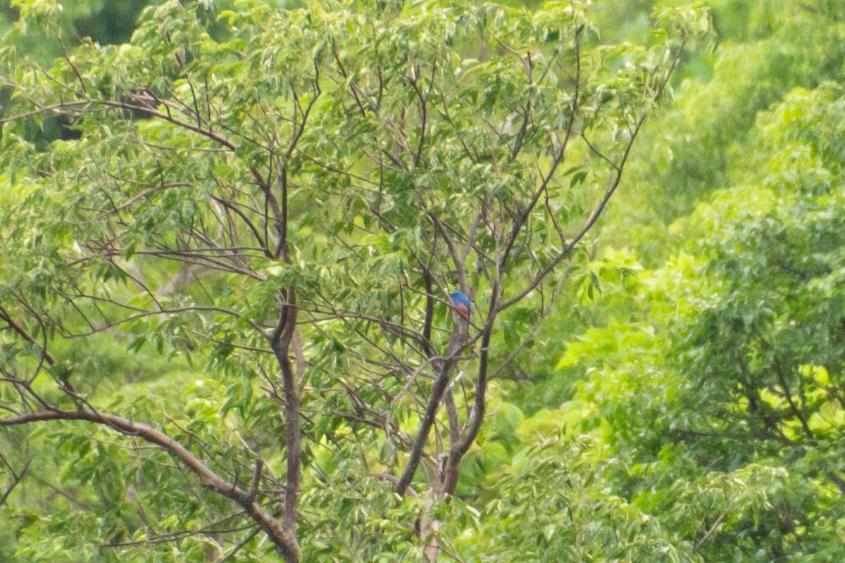 Rose-bellied Bunting - ML640075195