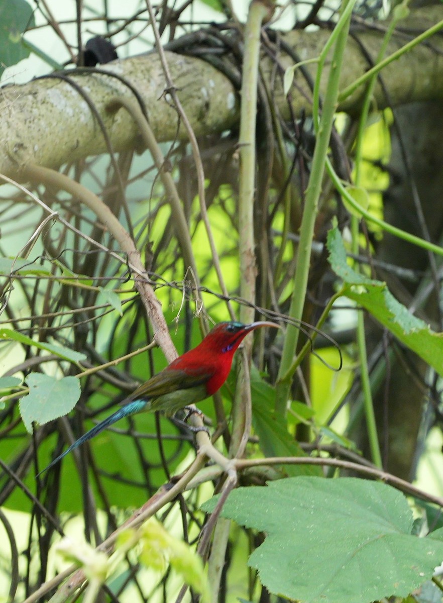 Crimson Sunbird - ML640075236