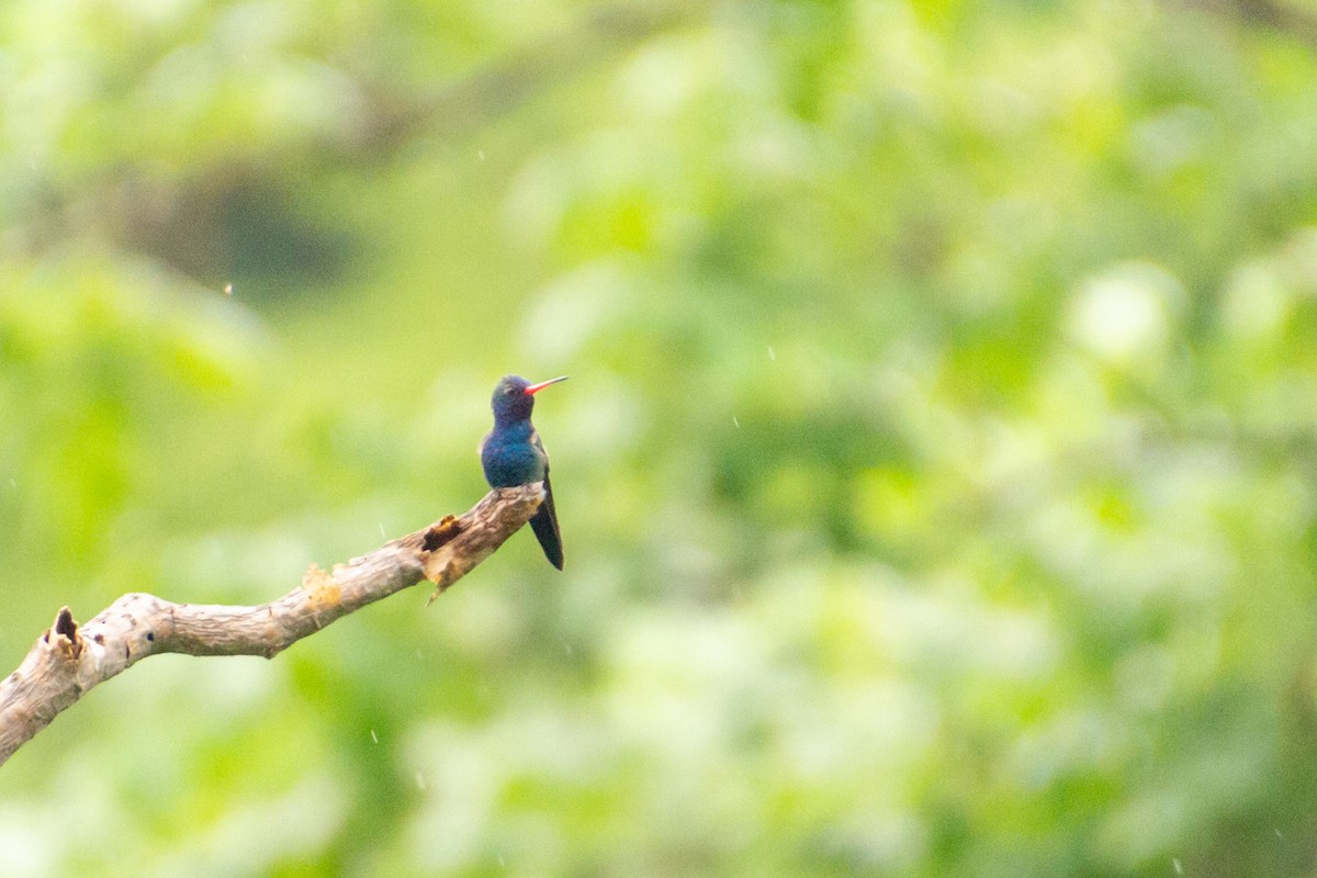 Turquoise-crowned Hummingbird - ML640075249