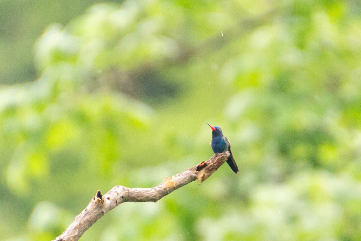 Turquoise-crowned Hummingbird - ML640075250