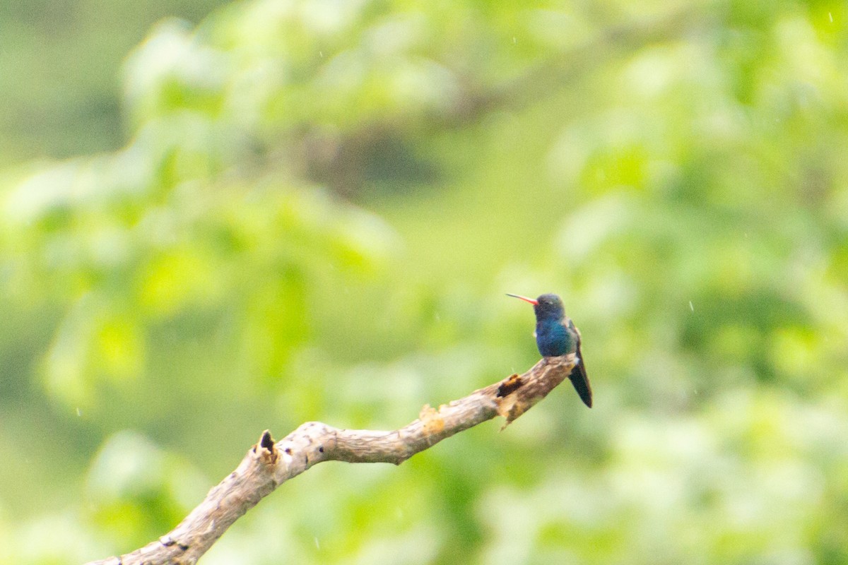 Turquoise-crowned Hummingbird - ML640075251