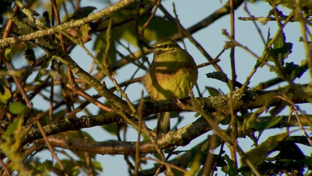Cirl Bunting - ML640075301