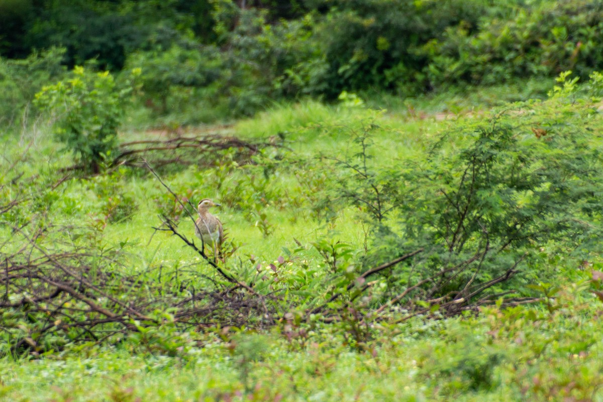 Double-striped Thick-knee - ML640075303