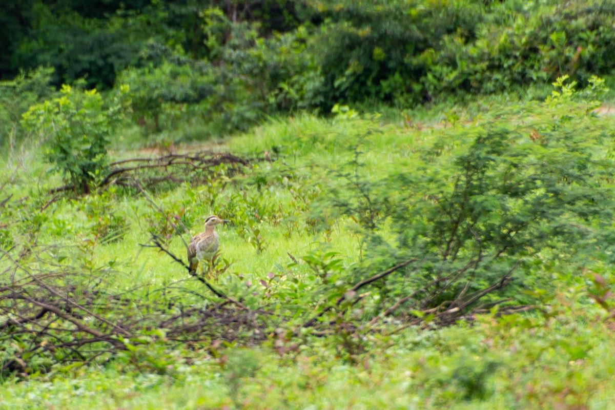 Double-striped Thick-knee - ML640075304