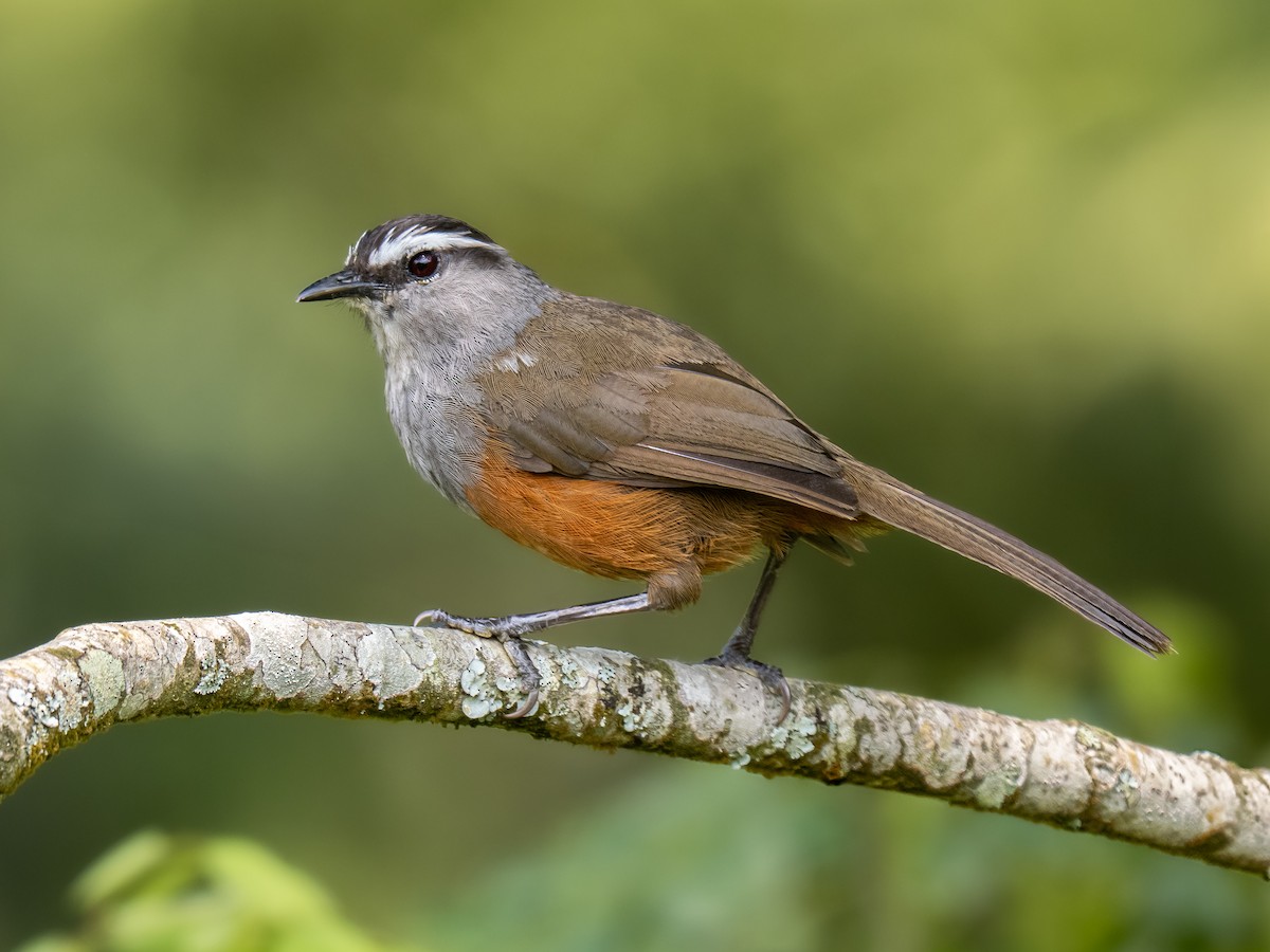 Palani Laughingthrush - ML640075306