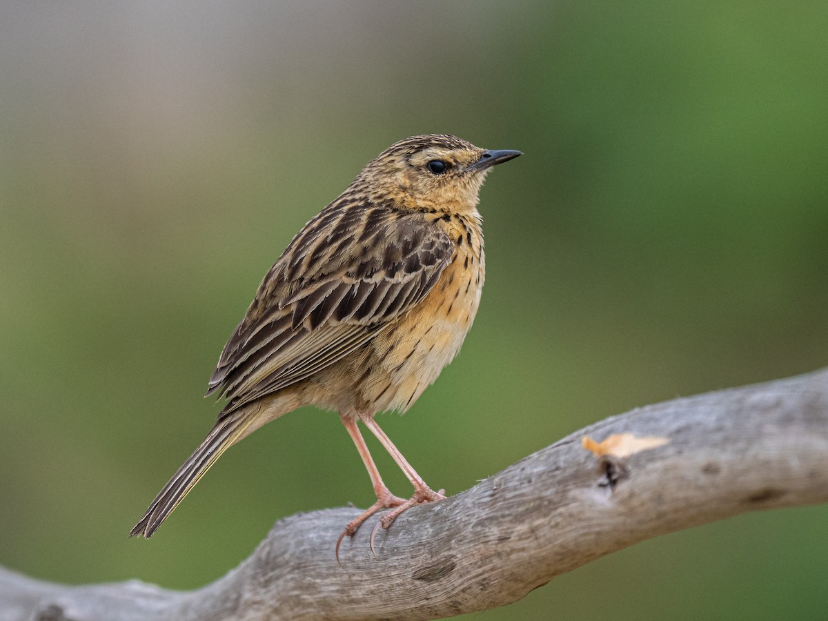 Nilgiri Pipit - ML640075400
