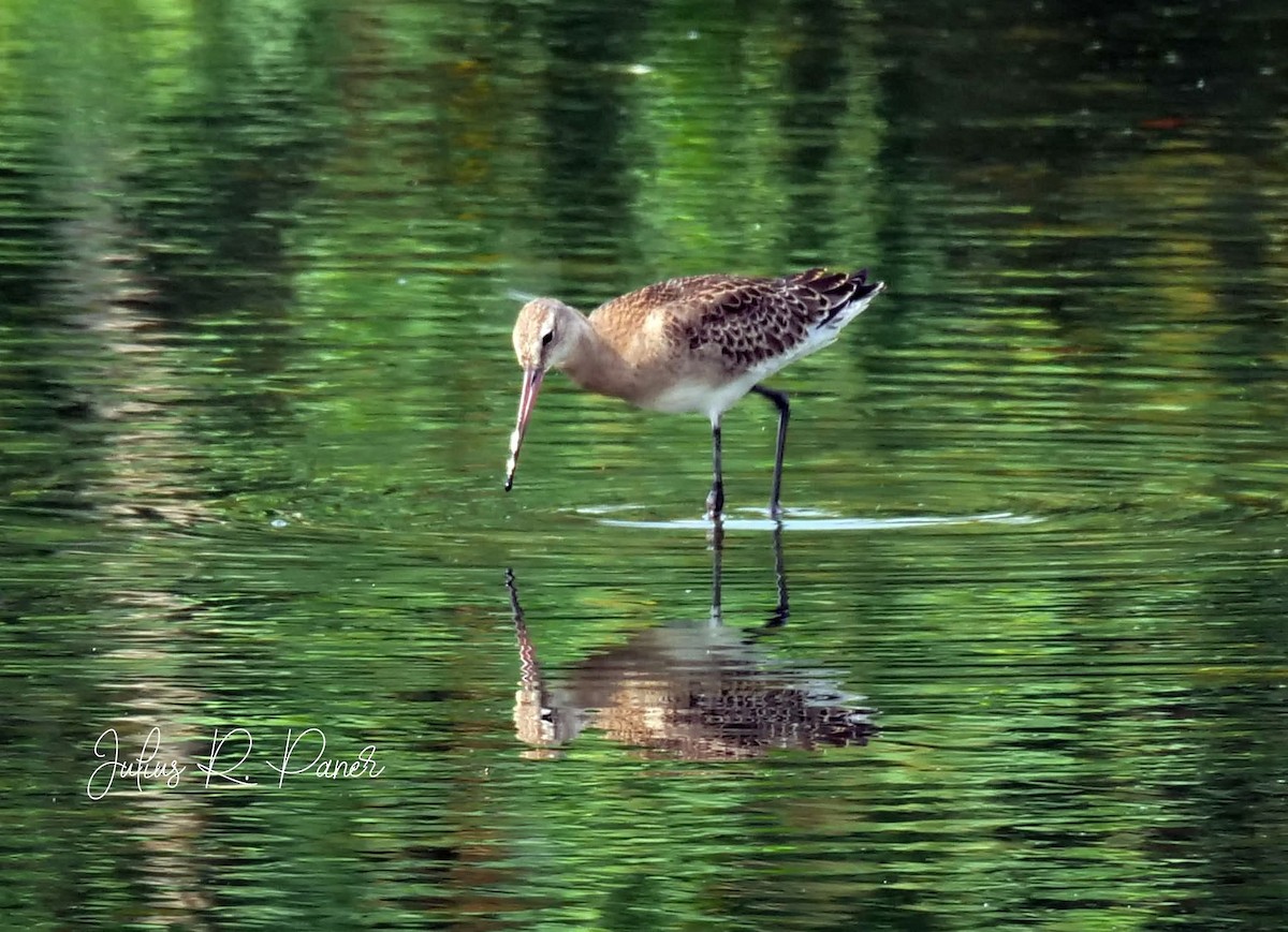 Black-tailed Godwit - ML640075406