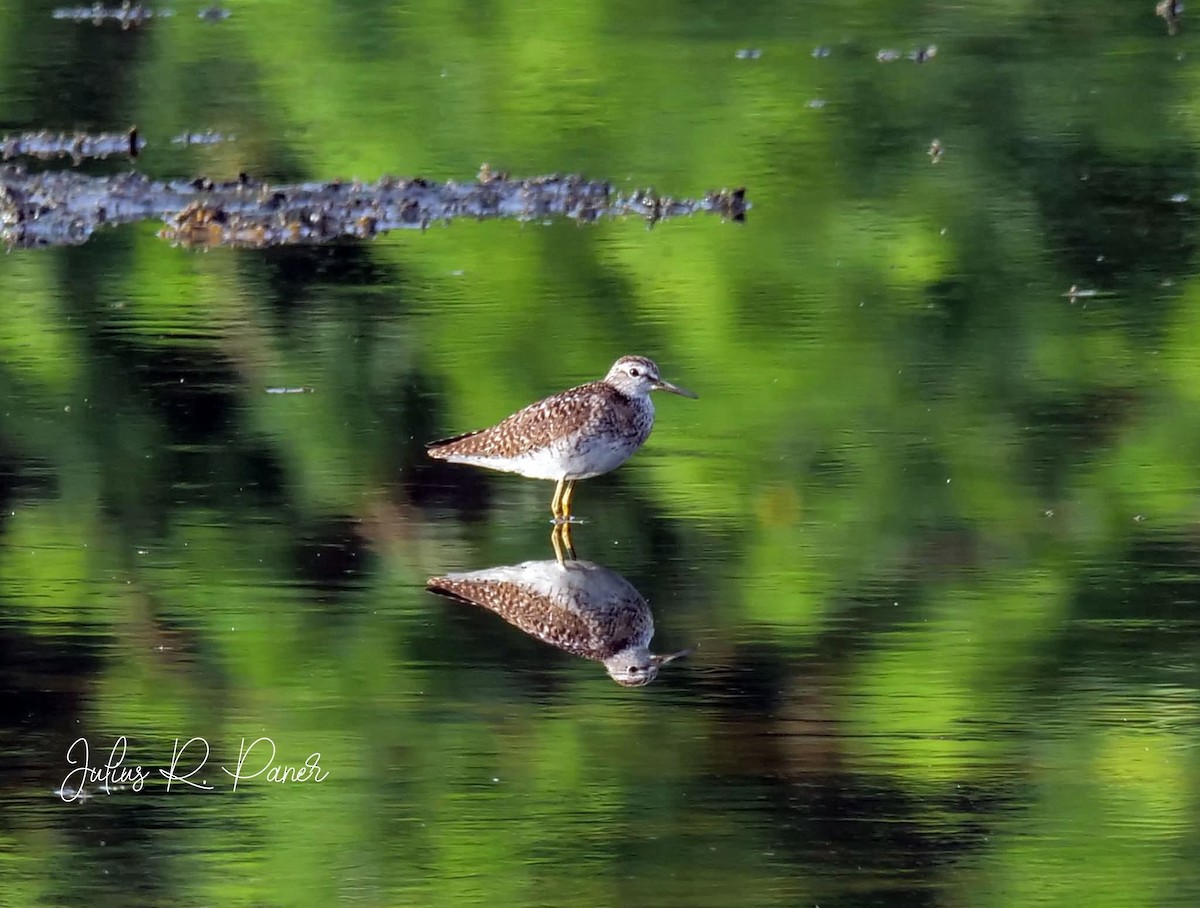 Wood Sandpiper - ML640075412