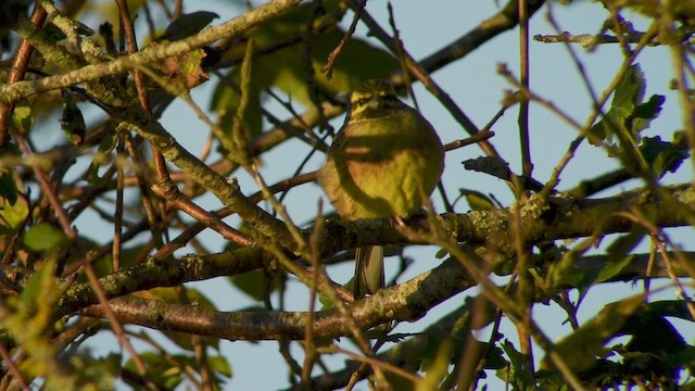 Cirl Bunting - ML640075459