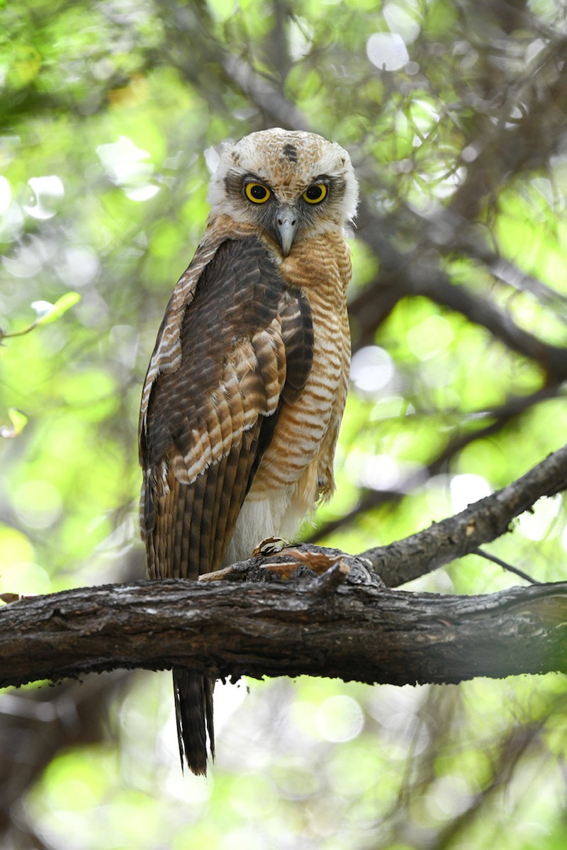 Rufous Owl - ML640075469