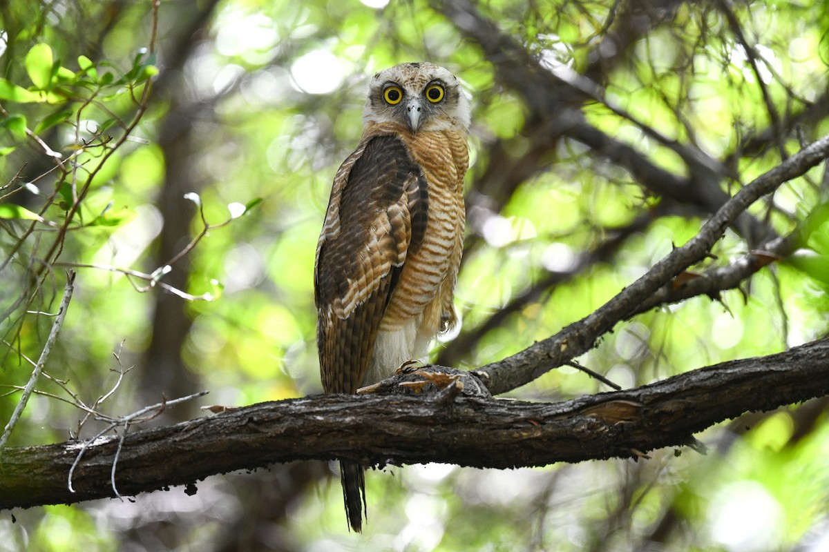 Rufous Owl - ML640075470