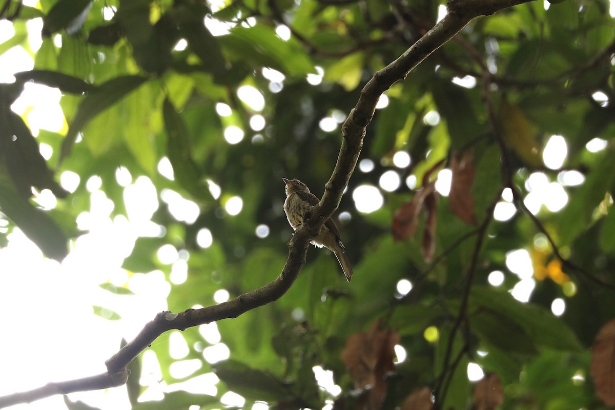 Malaysian Honeyguide - ML640075477