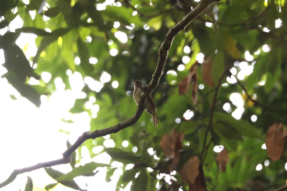 Malaysian Honeyguide - ML640075478