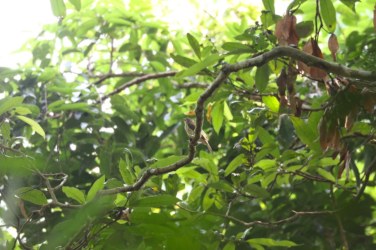Malaysian Honeyguide - ML640075479