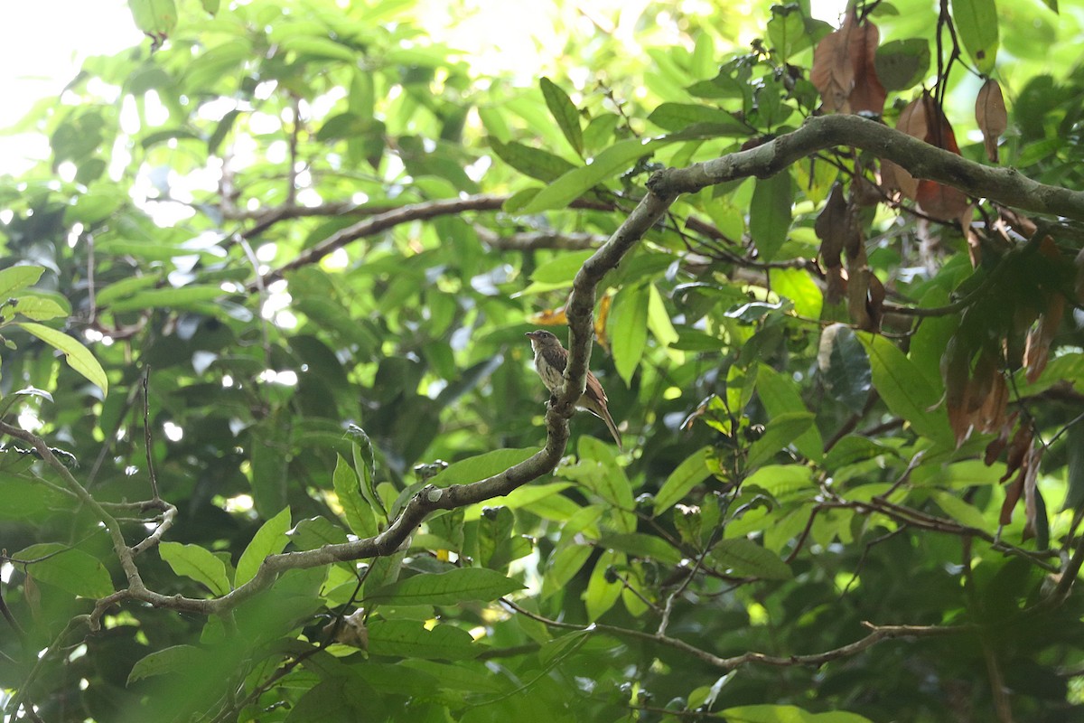 Malaysian Honeyguide - ML640075480