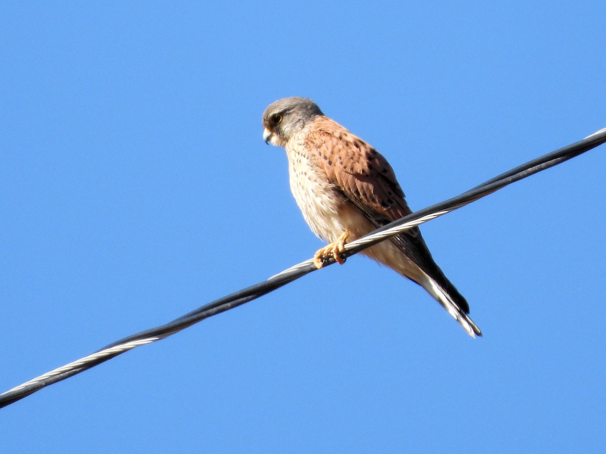 チョウゲンボウ - ML640075494