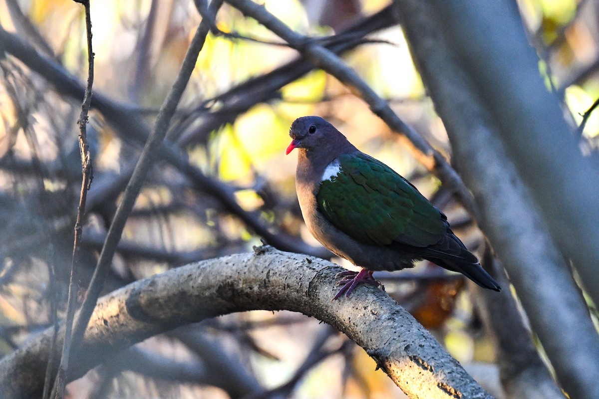 Pacific Emerald Dove - ML640075501