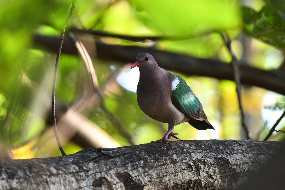 Pacific Emerald Dove - ML640075502
