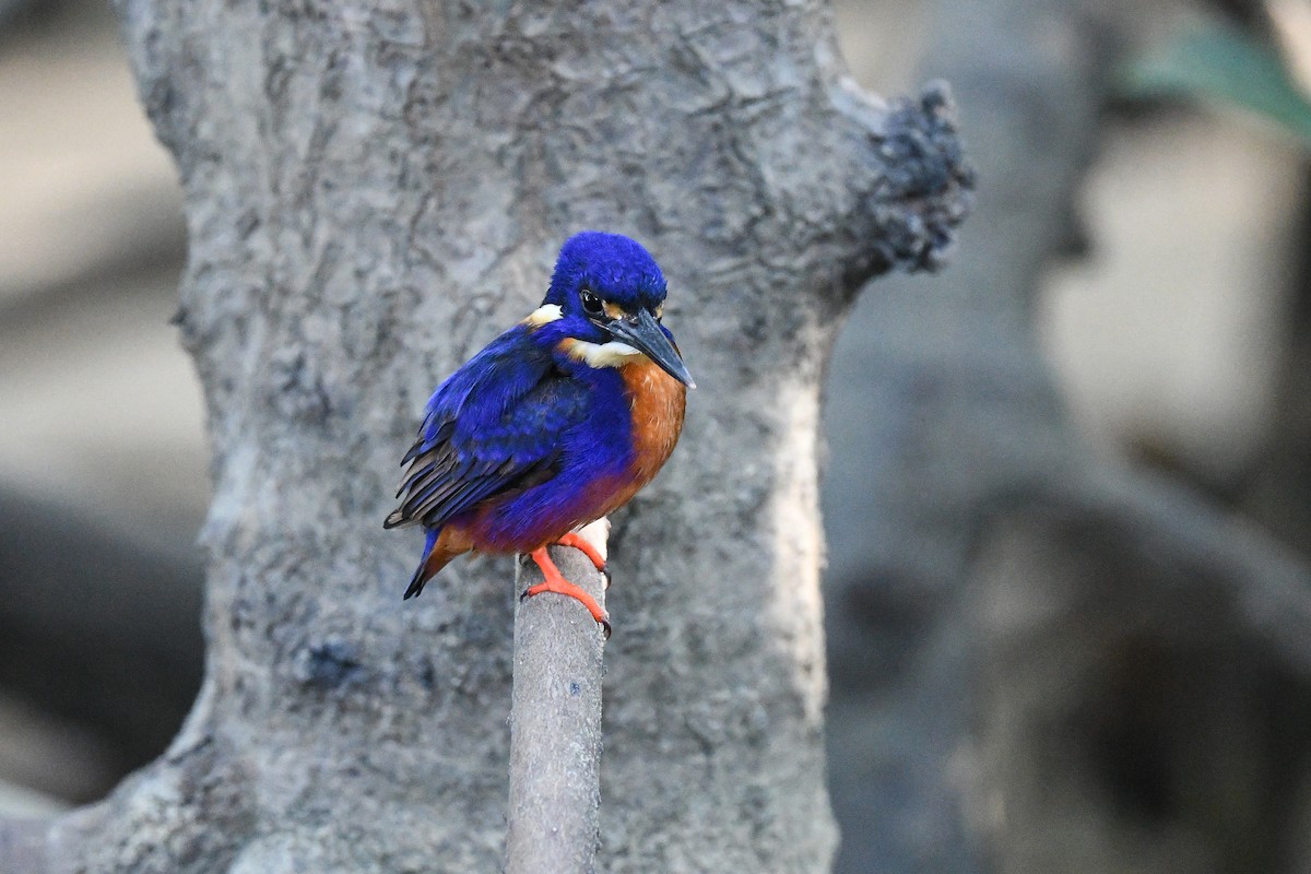 Azure Kingfisher - ML640075511