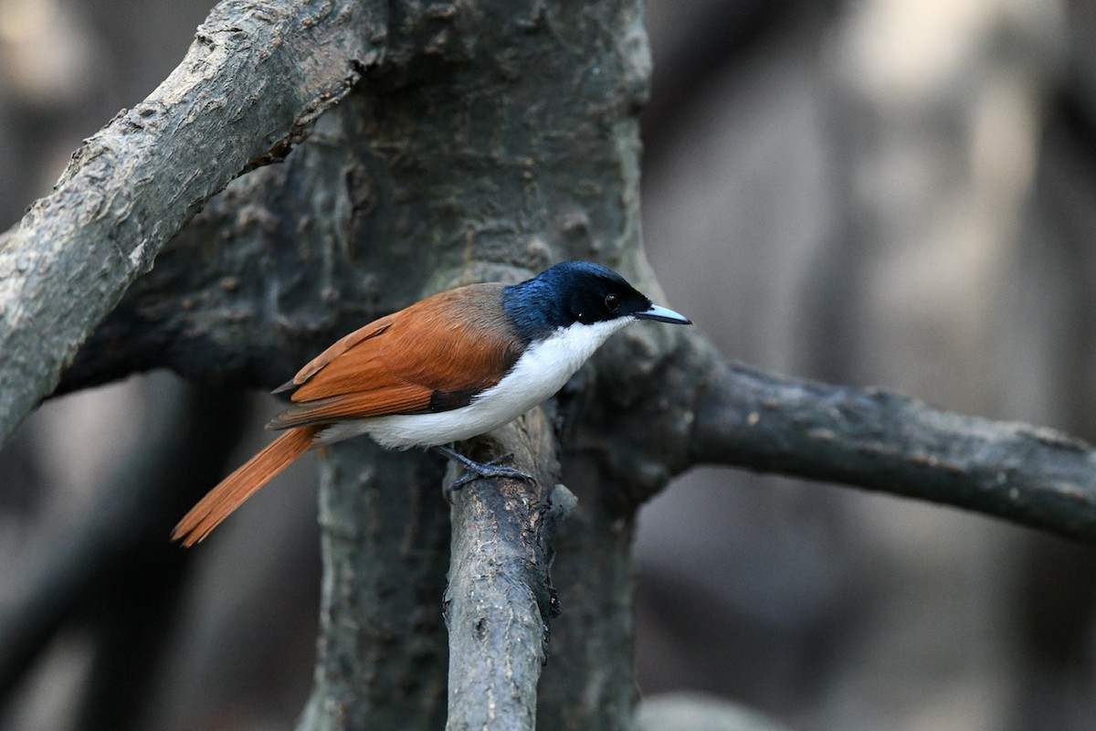 Shining Flycatcher - ML640075559