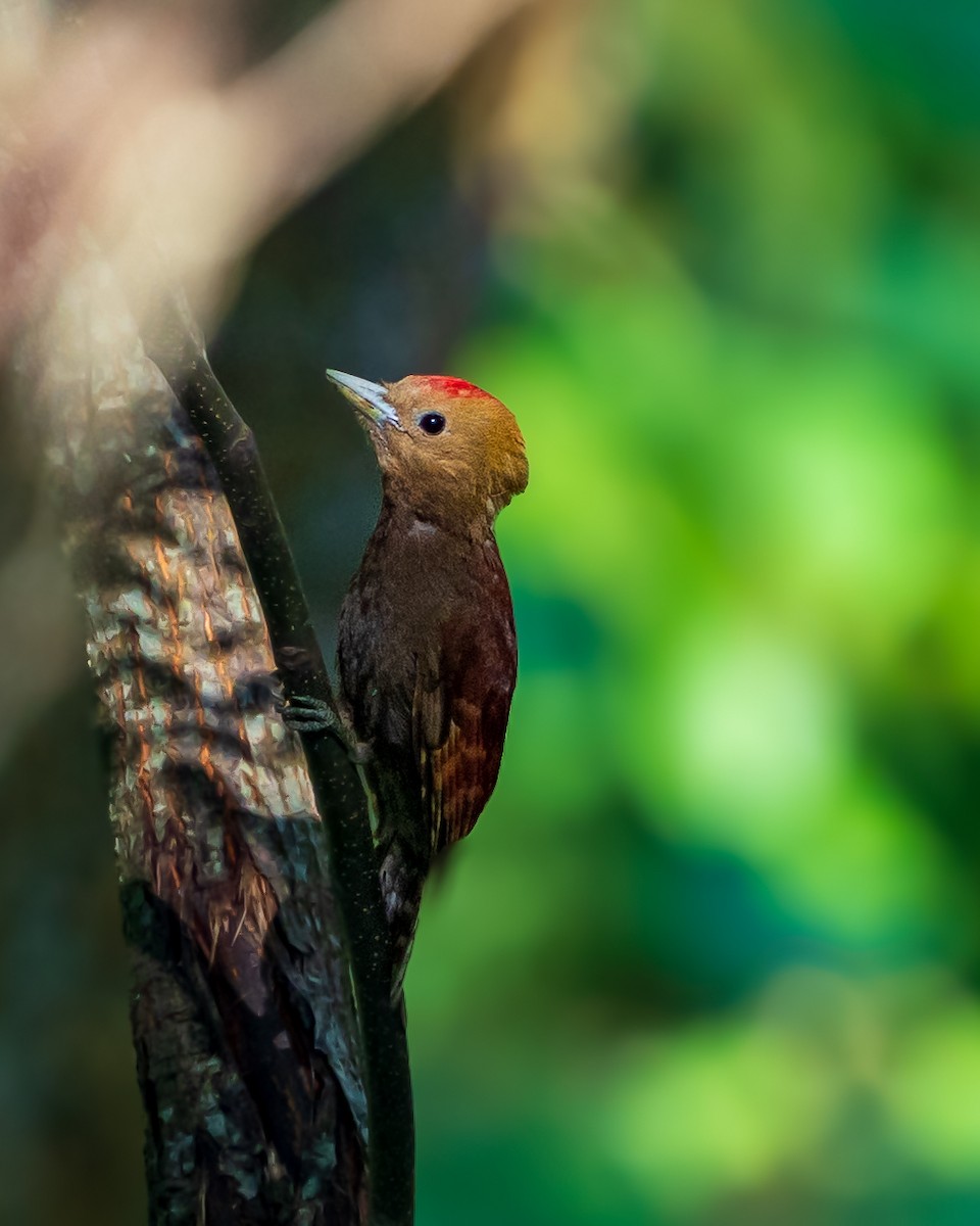 Pale-headed Woodpecker - ML640075560