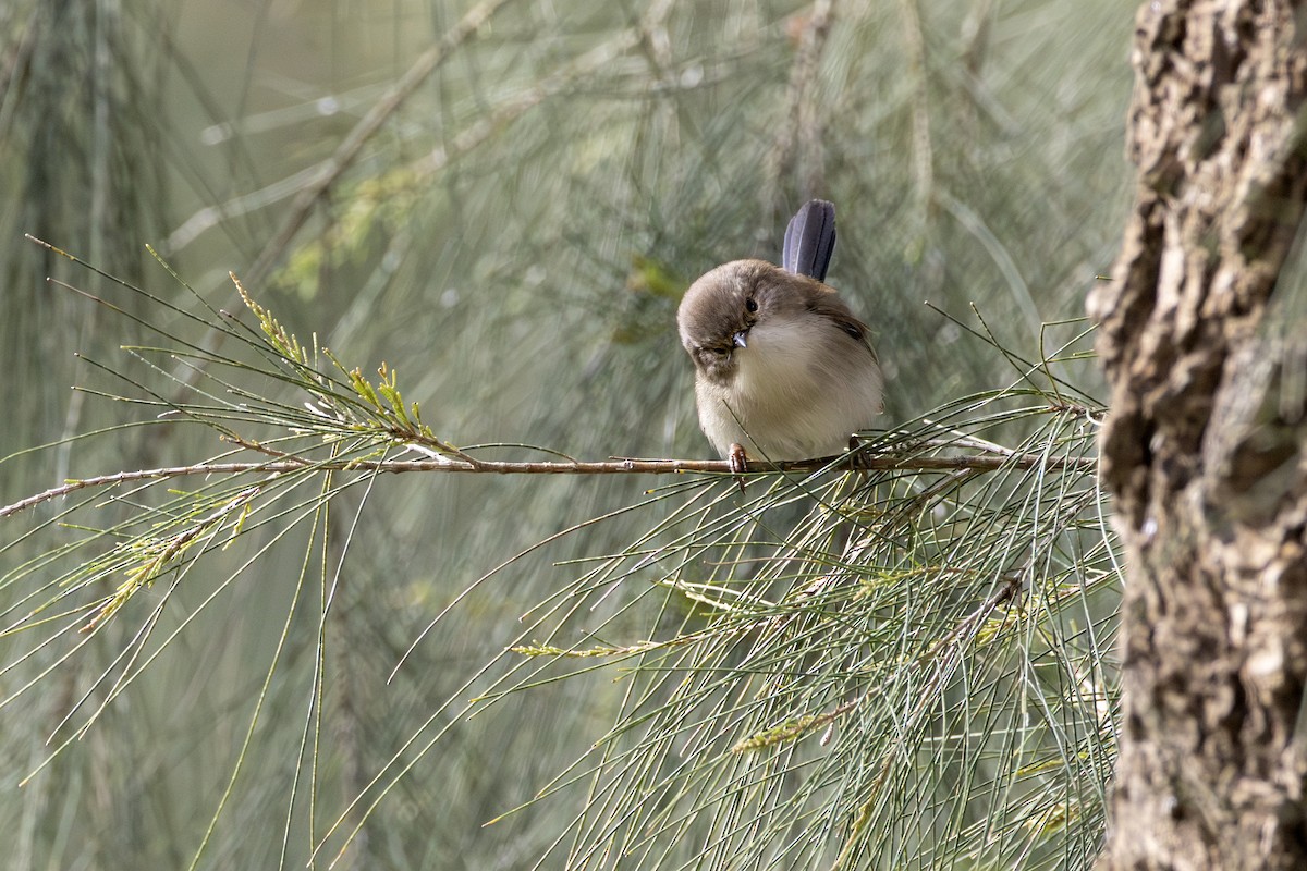 Superb Fairywren - ML640075563