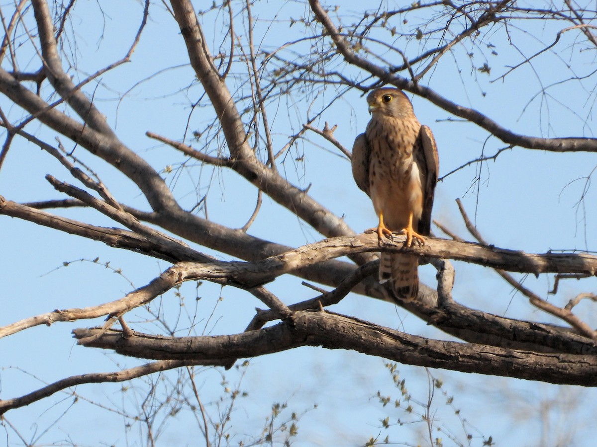 Eurasian Kestrel - ML640075575