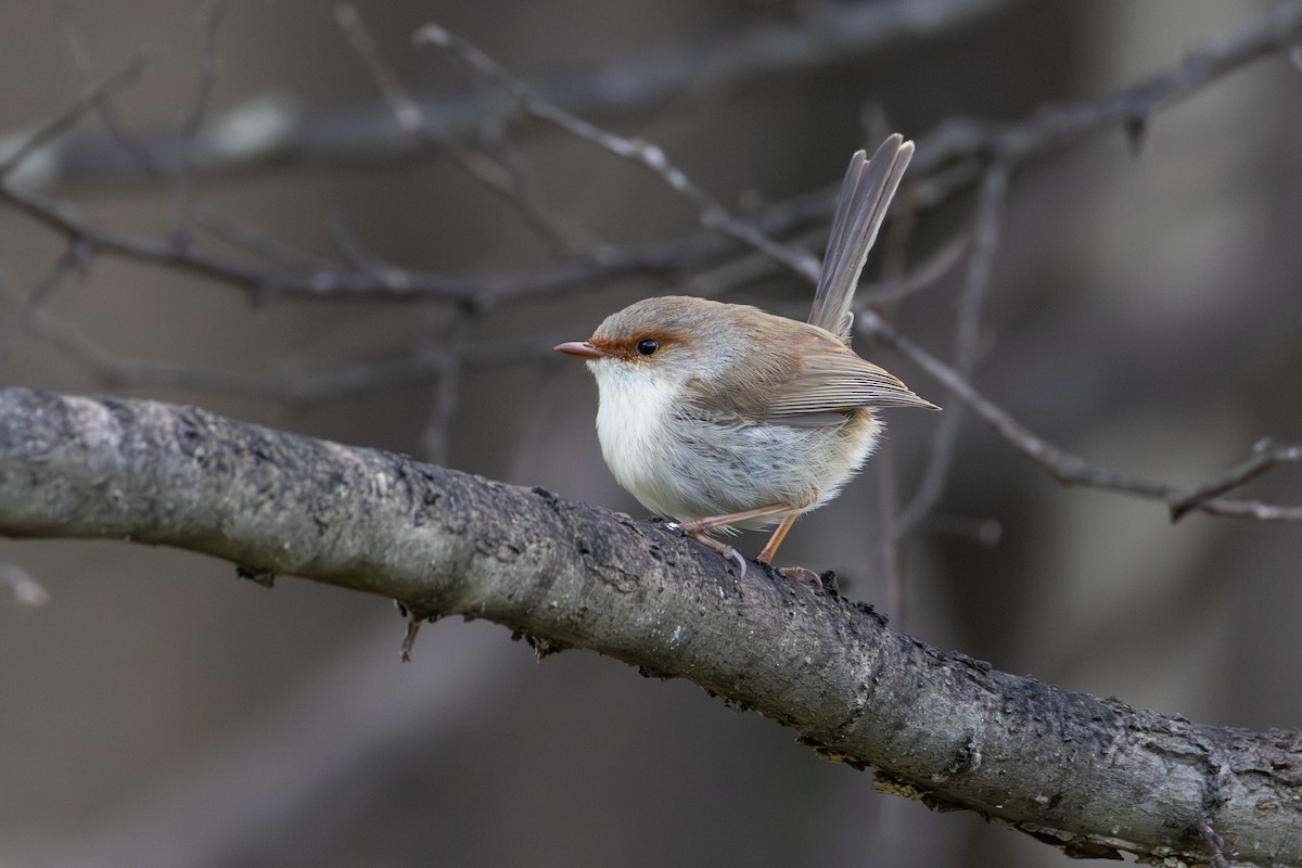 Superb Fairywren - ML640075576