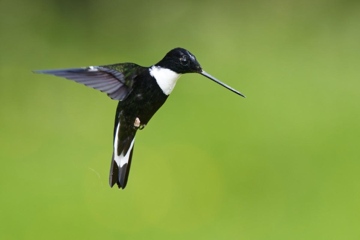 hvitbrystinka (torquata gr.) - ML640075670