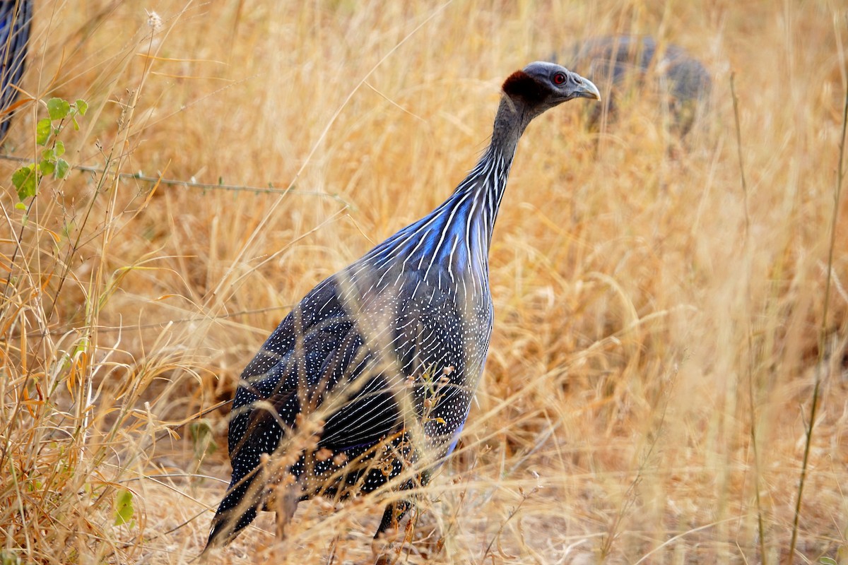 フサホロホロチョウ - ML640075697