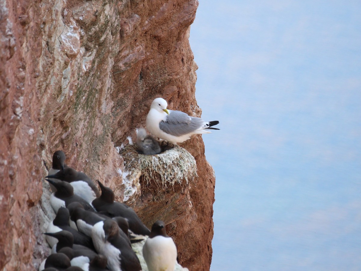 Гурван хуруут цахлай - ML640075724