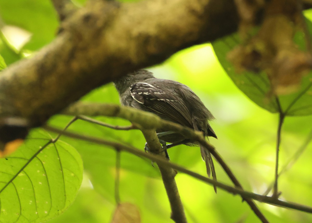 Black-crowned Antshrike - ML640075783