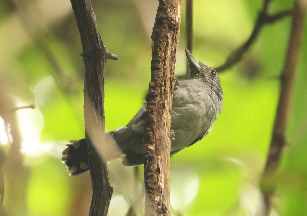 Black-crowned Antshrike - ML640075784