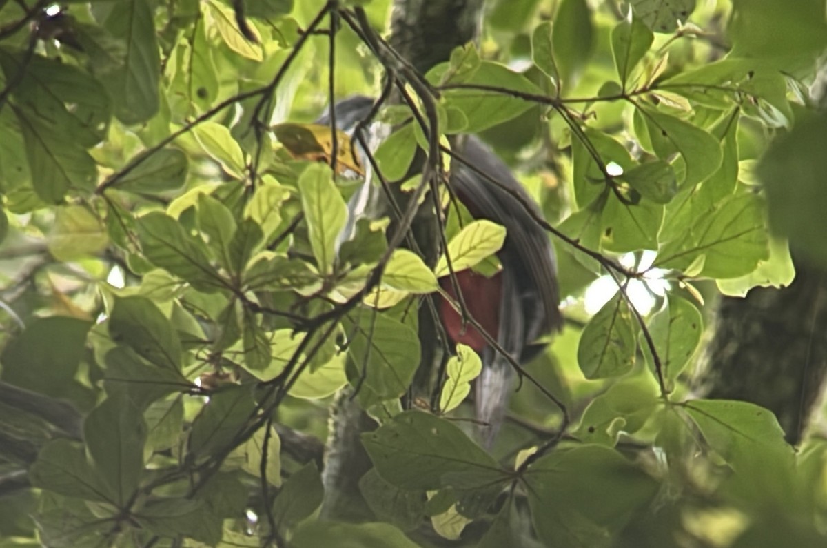 Black-tailed Trogon - ML640075791