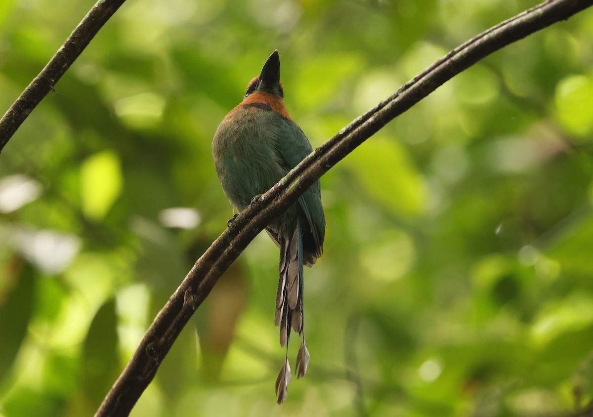 Broad-billed Motmot - ML640075798