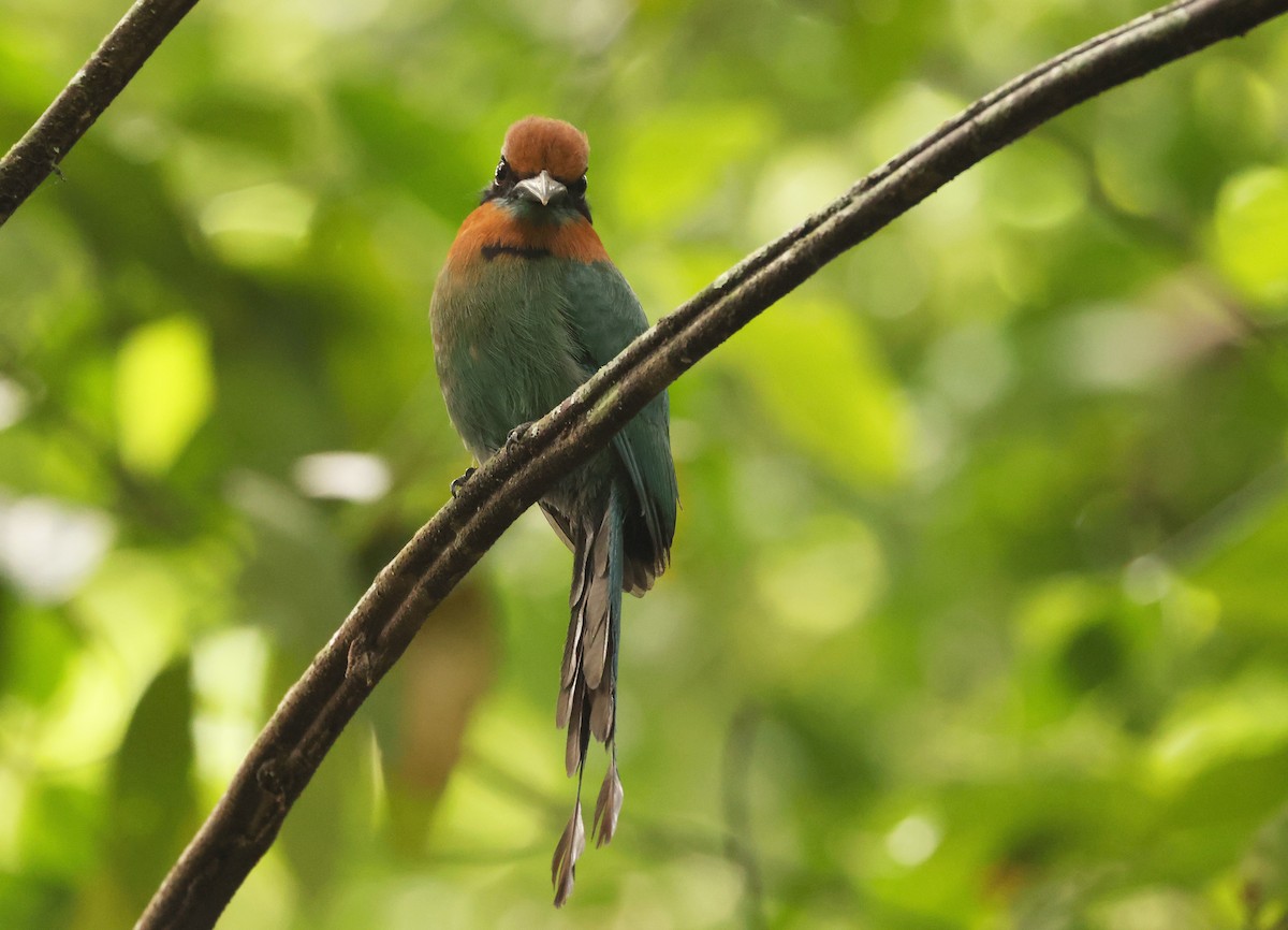 Broad-billed Motmot - ML640075799