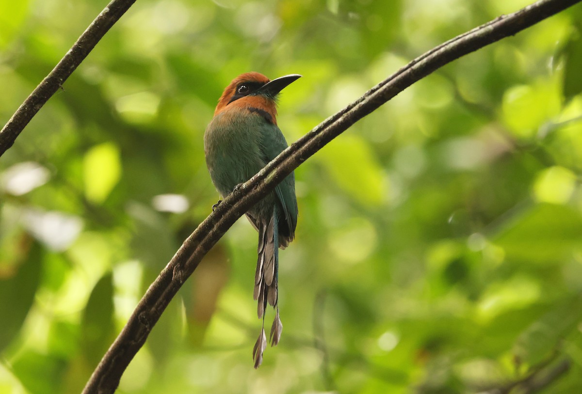 Broad-billed Motmot - ML640075800