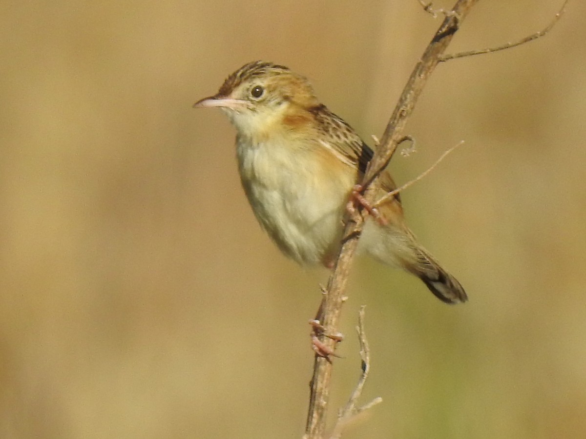 Zitting Cisticola - ML640075804