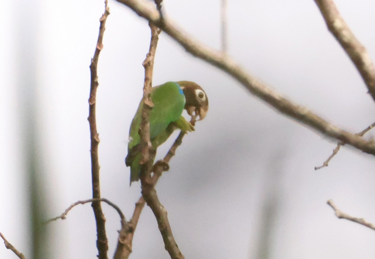 Brown-hooded Parrot - ML640075820