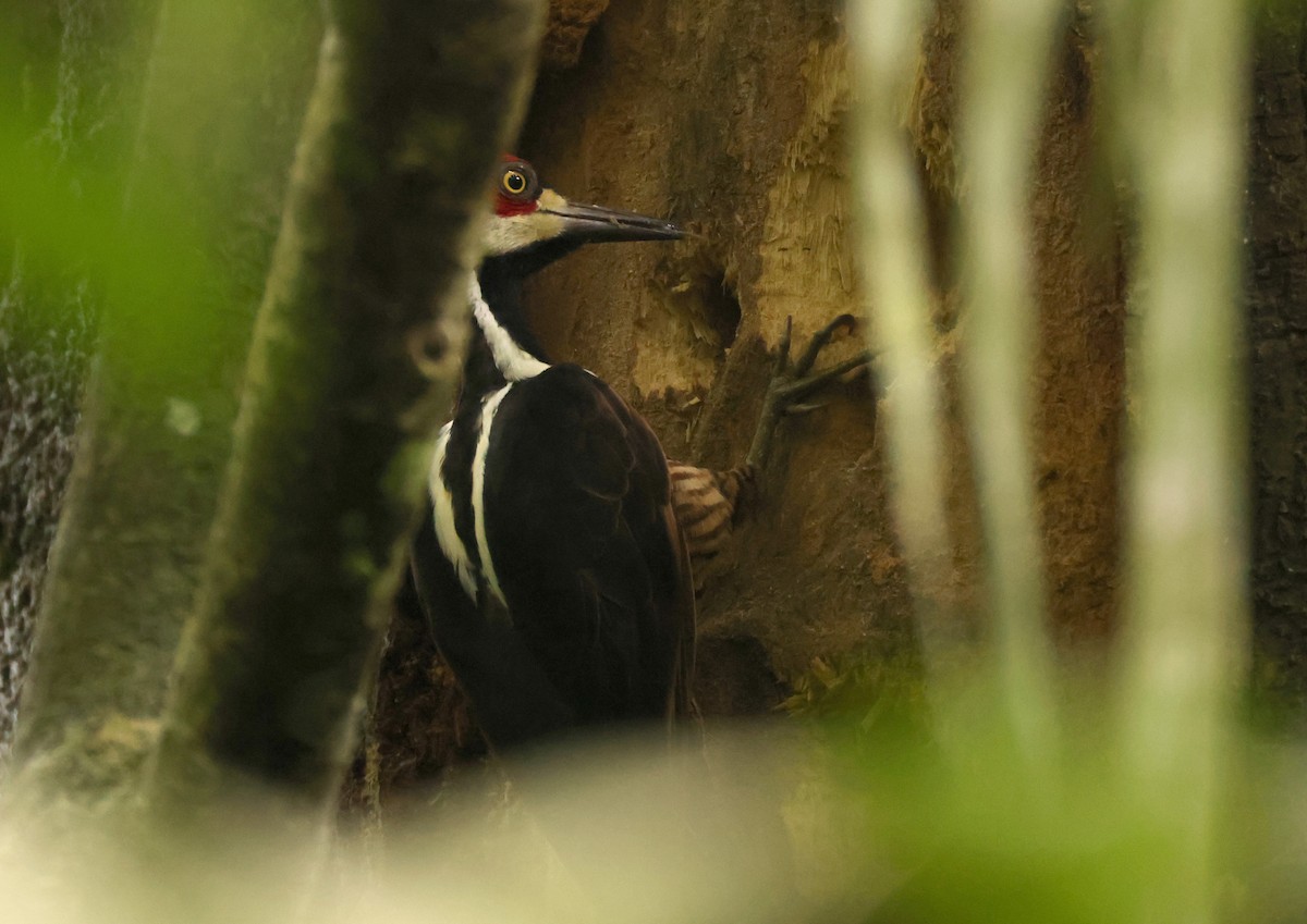 Crimson-crested Woodpecker - ML640075848
