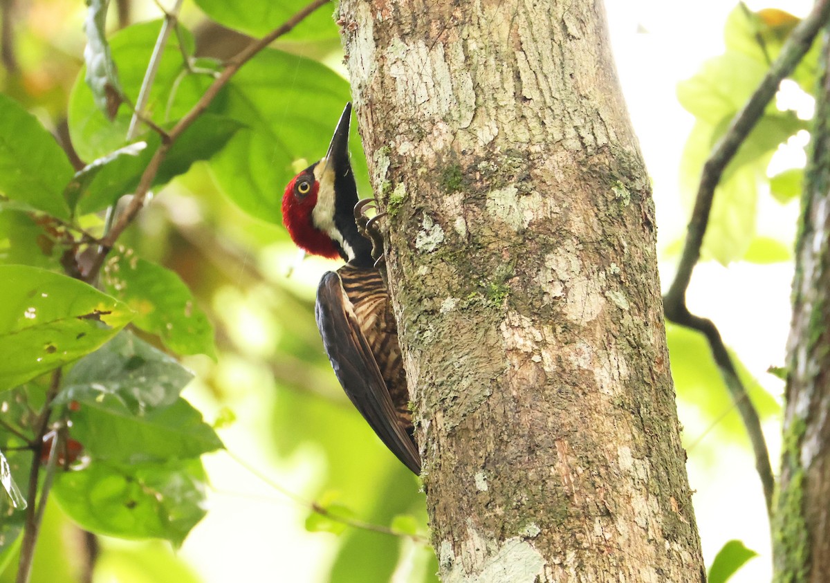 Crimson-crested Woodpecker - ML640075849
