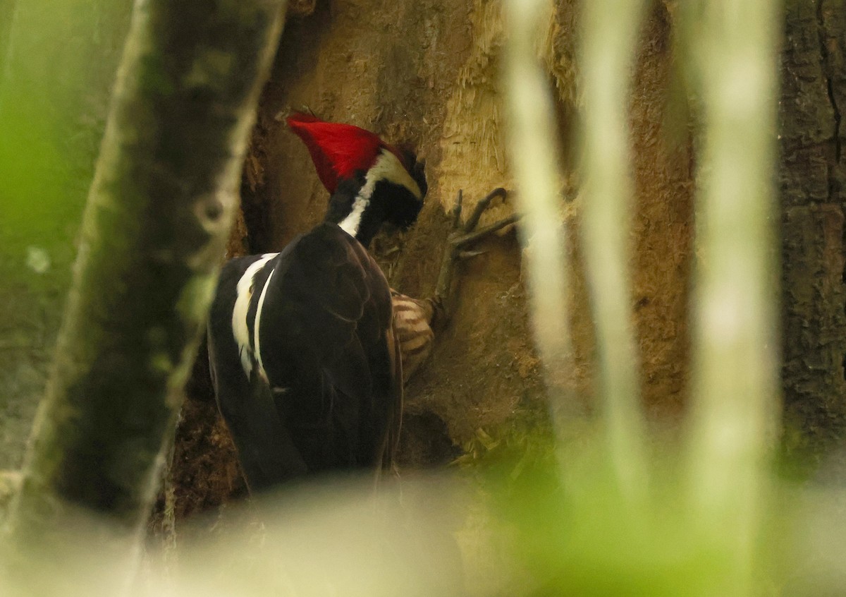 Crimson-crested Woodpecker - ML640075850