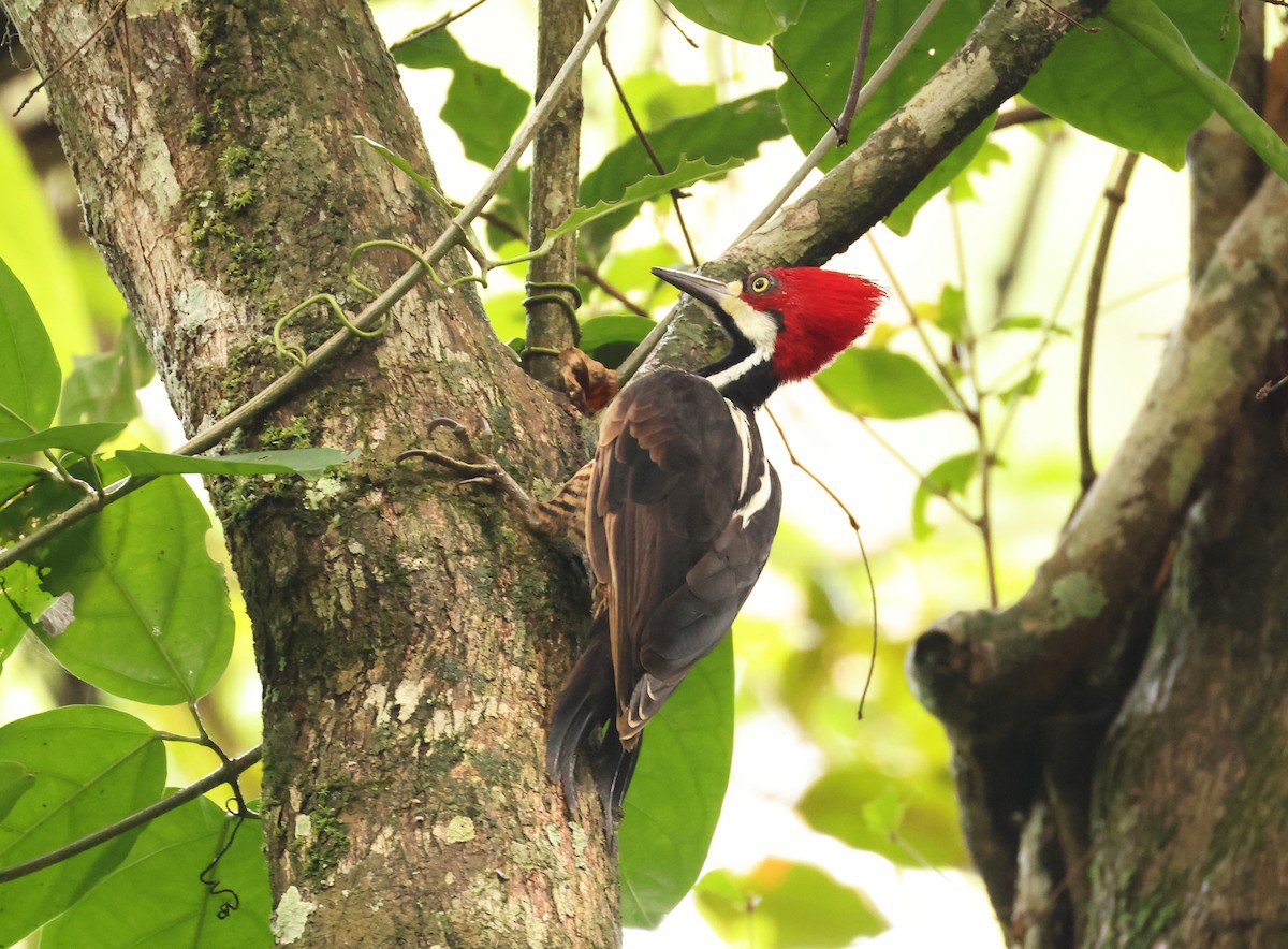 Crimson-crested Woodpecker - ML640075851
