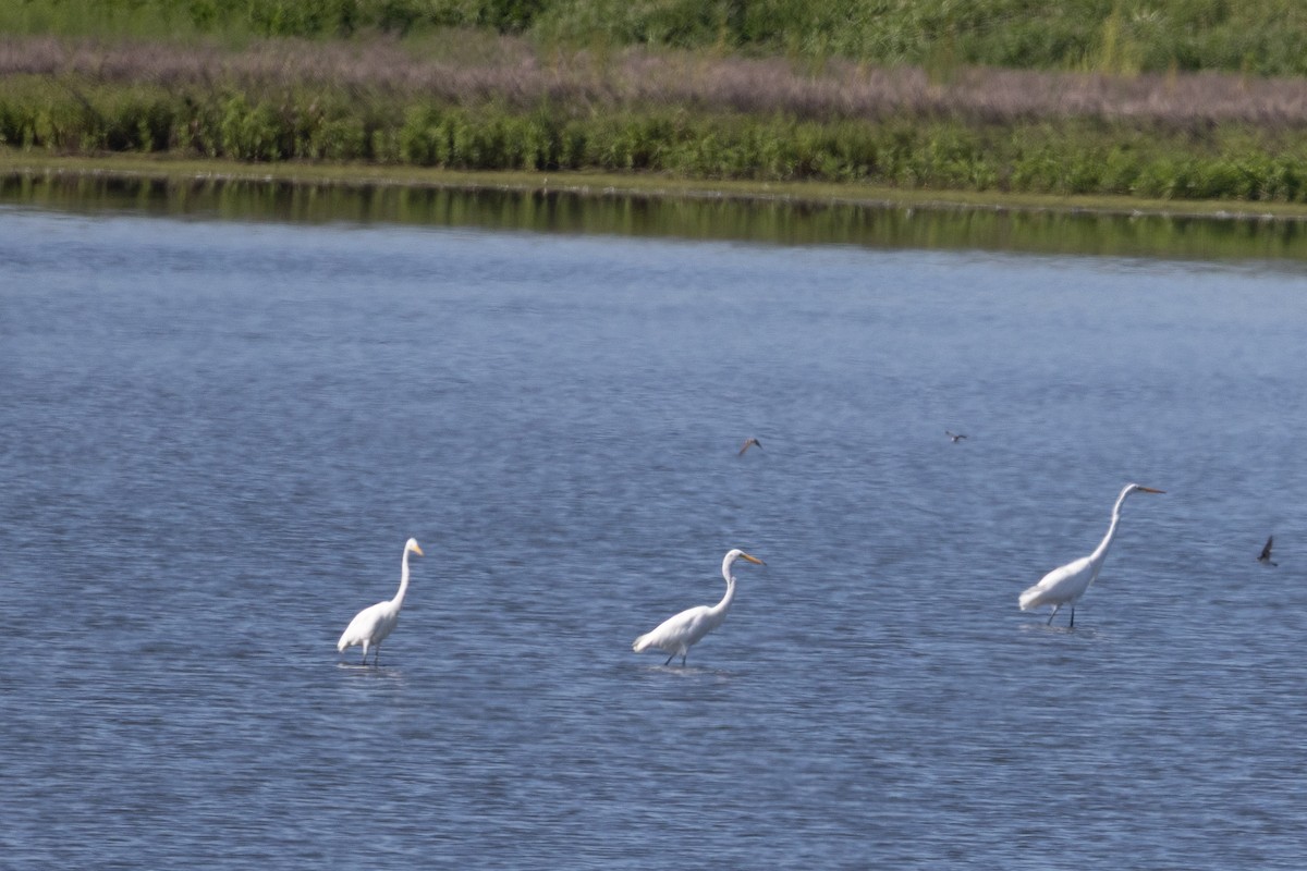 Great Egret - ML640075930