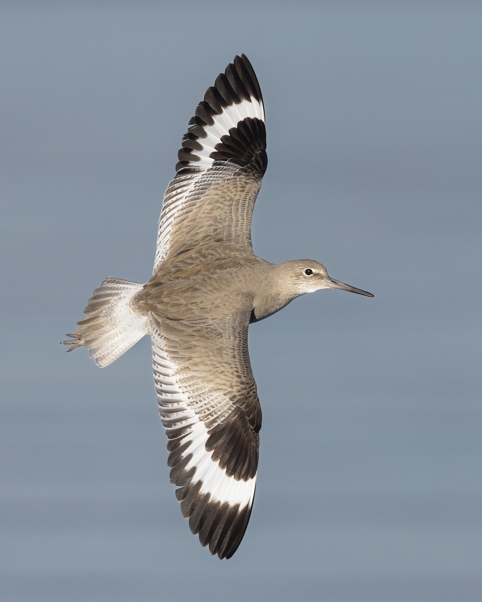 vodouš břehoušovitý - ML640075961