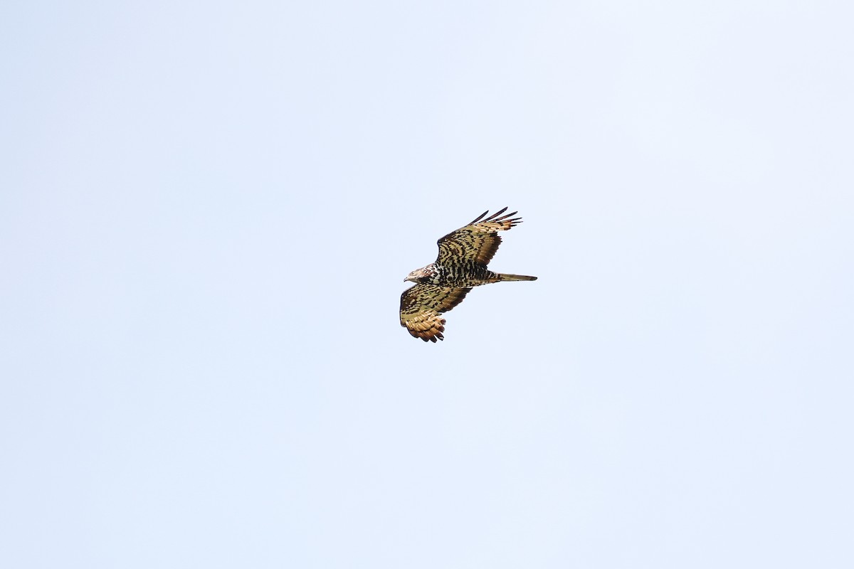 European Honey-buzzard - ML640076074
