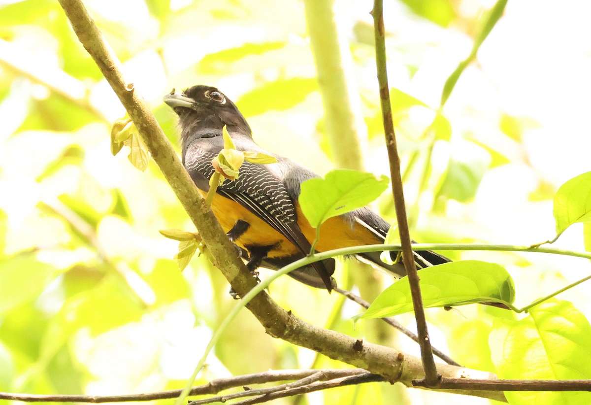 Gartered Trogon - ML640076128