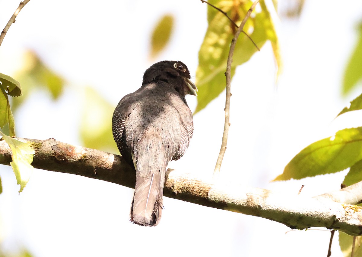 Gartered Trogon - ML640076129