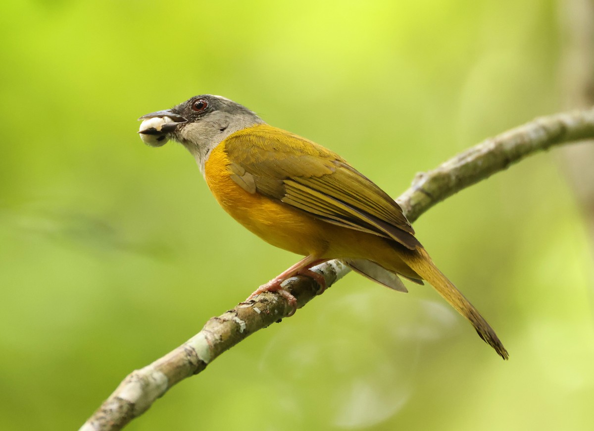 Gray-headed Tanager - ML640076138